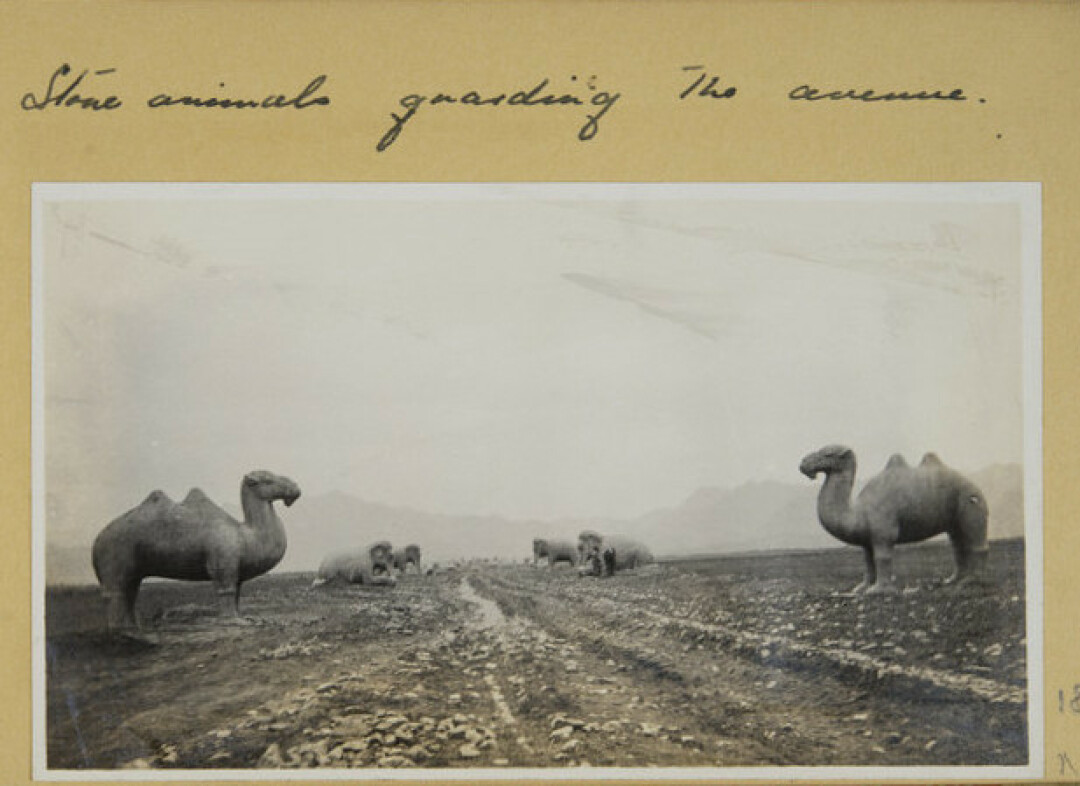 Неизвестный автор. "Каменные животные на дороге к Гробницам императоров династии Мин". Китай, 1916 год. Бромсеребряный отпечаток