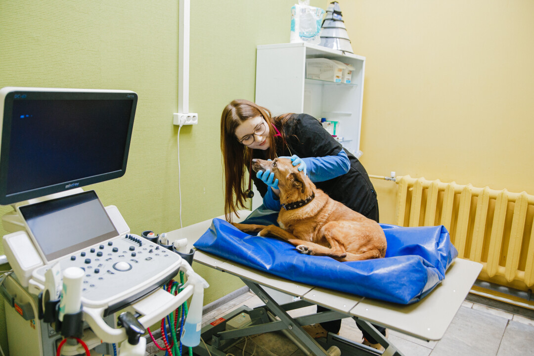 Собачий город: где лечить, гулять, мыть и завтракать с собакой в НН ...