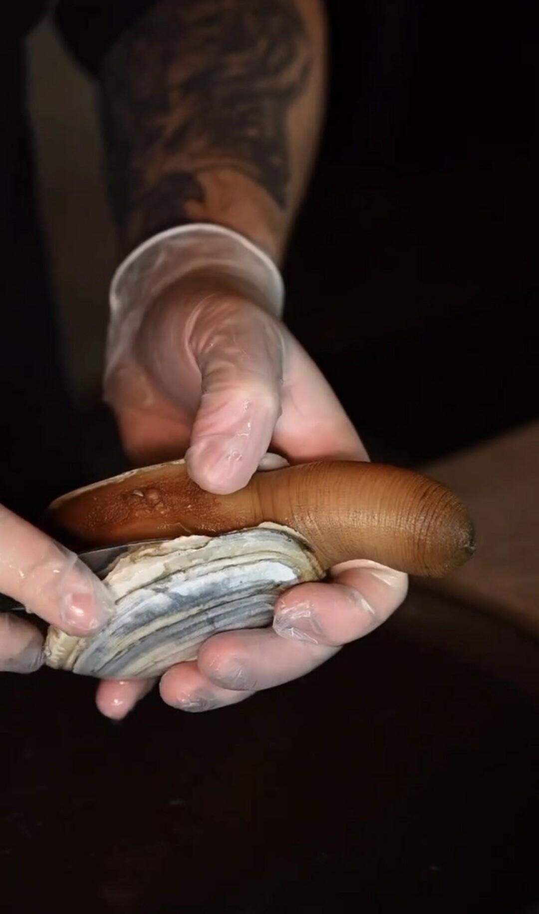 Моллюск гуидак