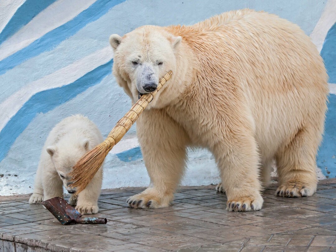 В Новосибирском зоопарке родился медвежонок. - ЯПлакалъ