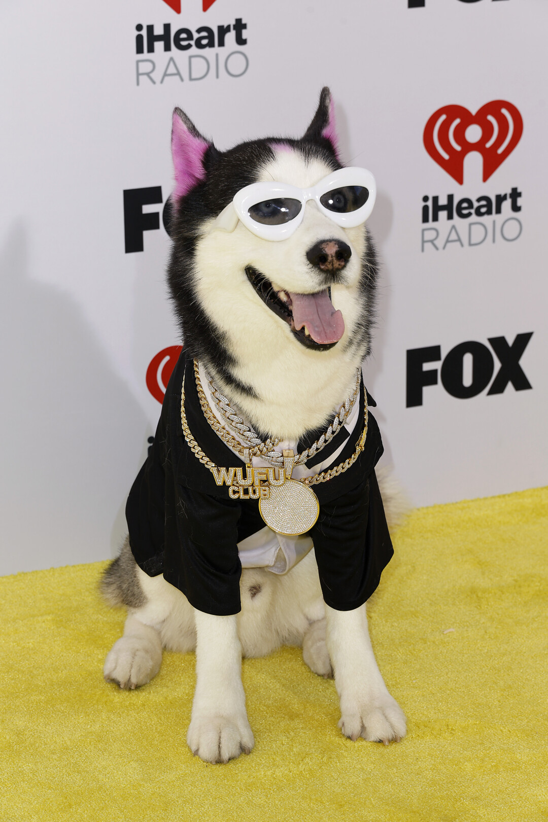 Swaggy Wolfdog