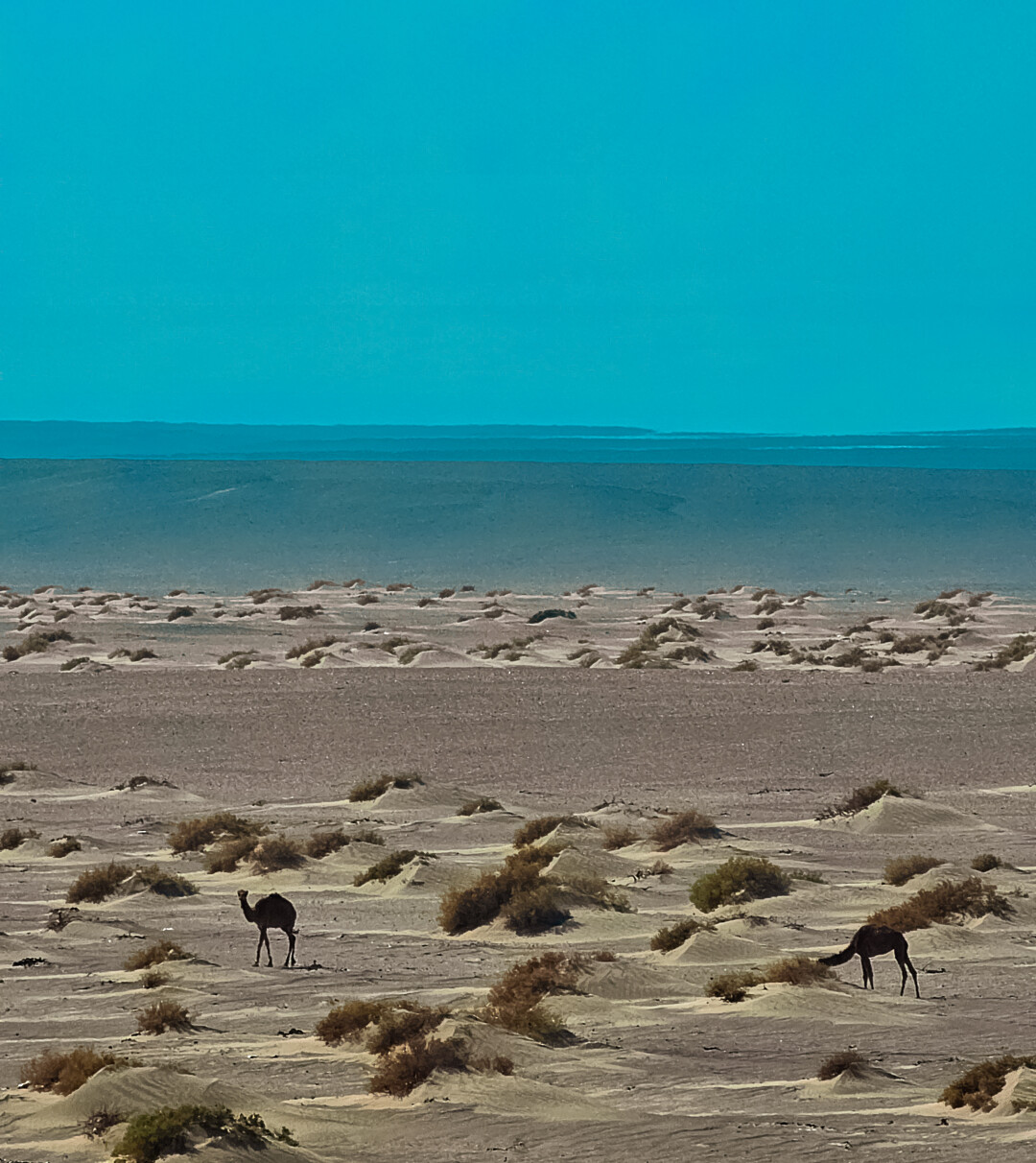 Дикие верблюды перед въездом в пустыню