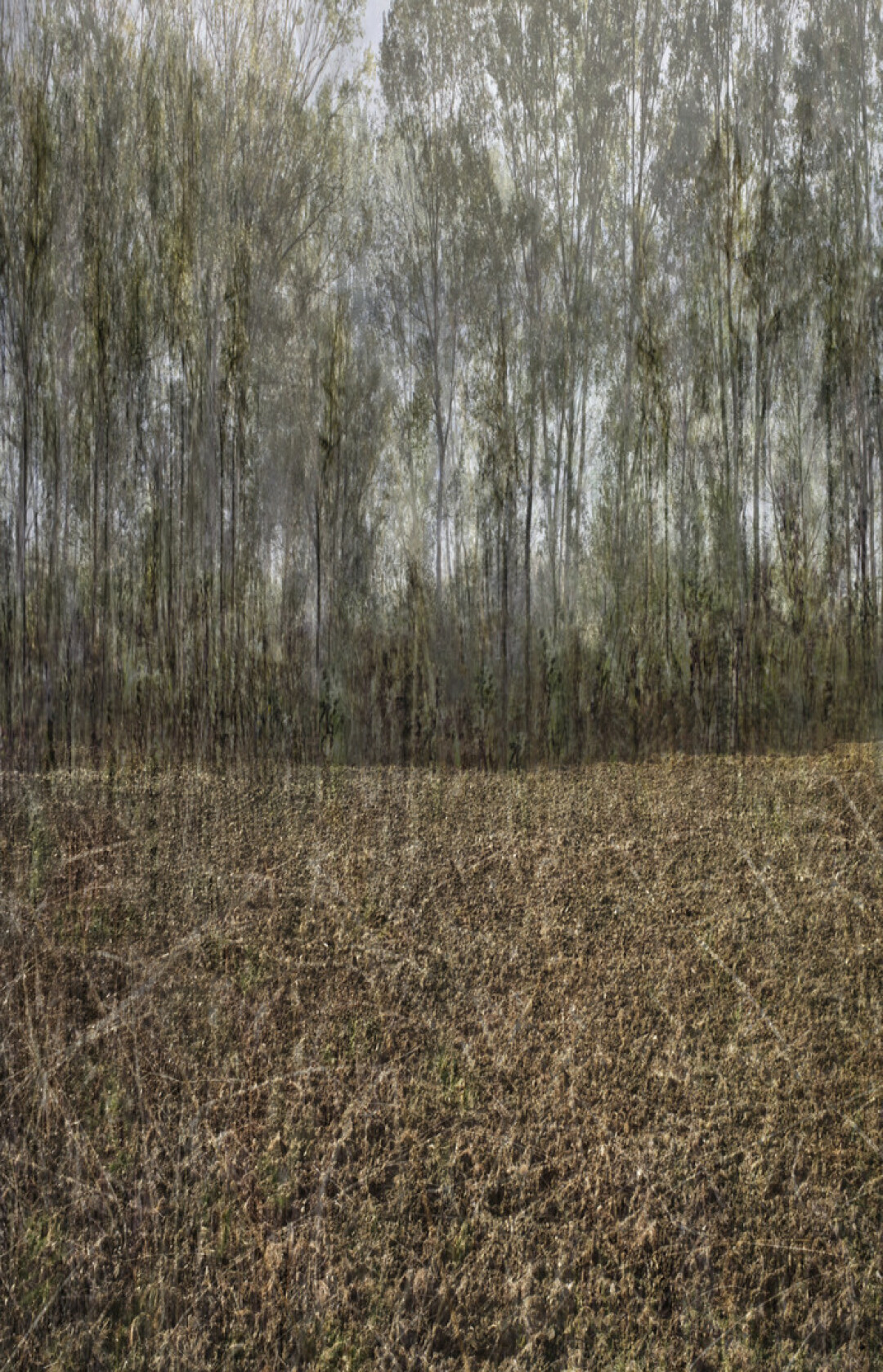 Фрэнк Дитури, «Сельские виды #3», 2022 год