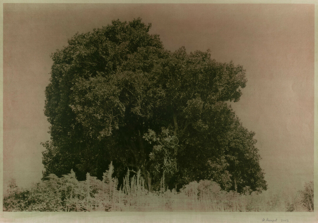 Станислав Макаров, «Батумский берег», 2002 год