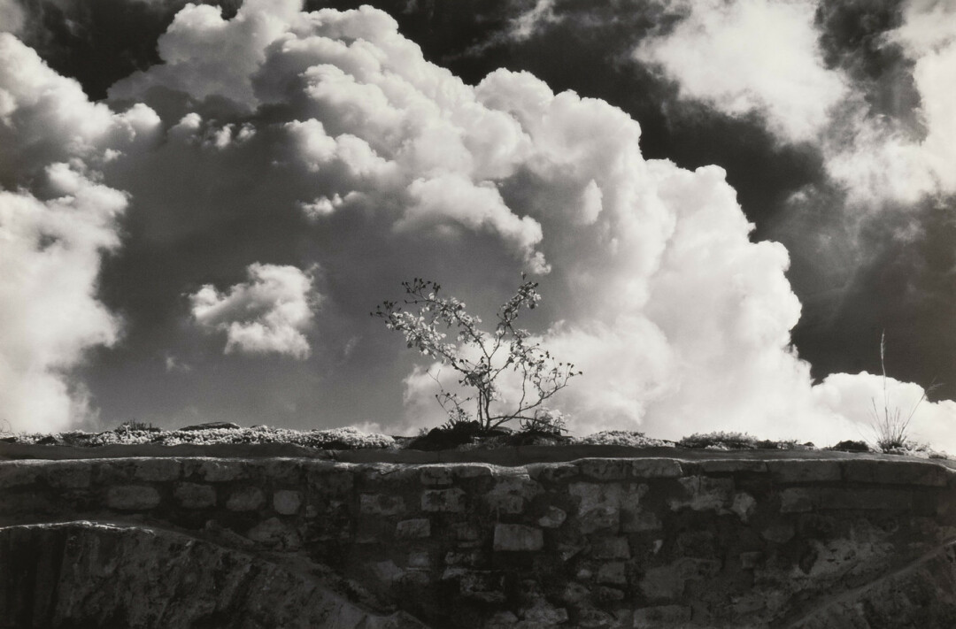 Марио Видор, «Пейзаж с кустом и облаками», 2020-е года