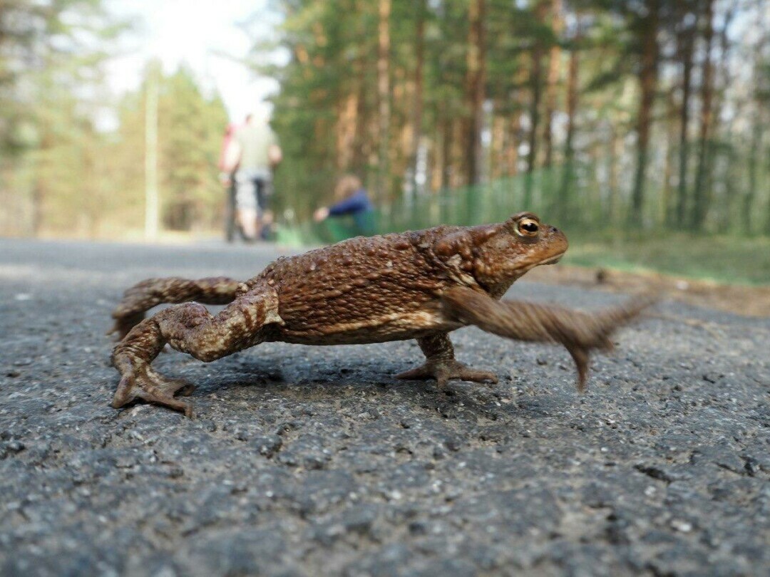 Личный опыт: как я помогала жабам добраться до мест нереста в заказнике  «Сестрорецкое болото» | Sobaka.ru