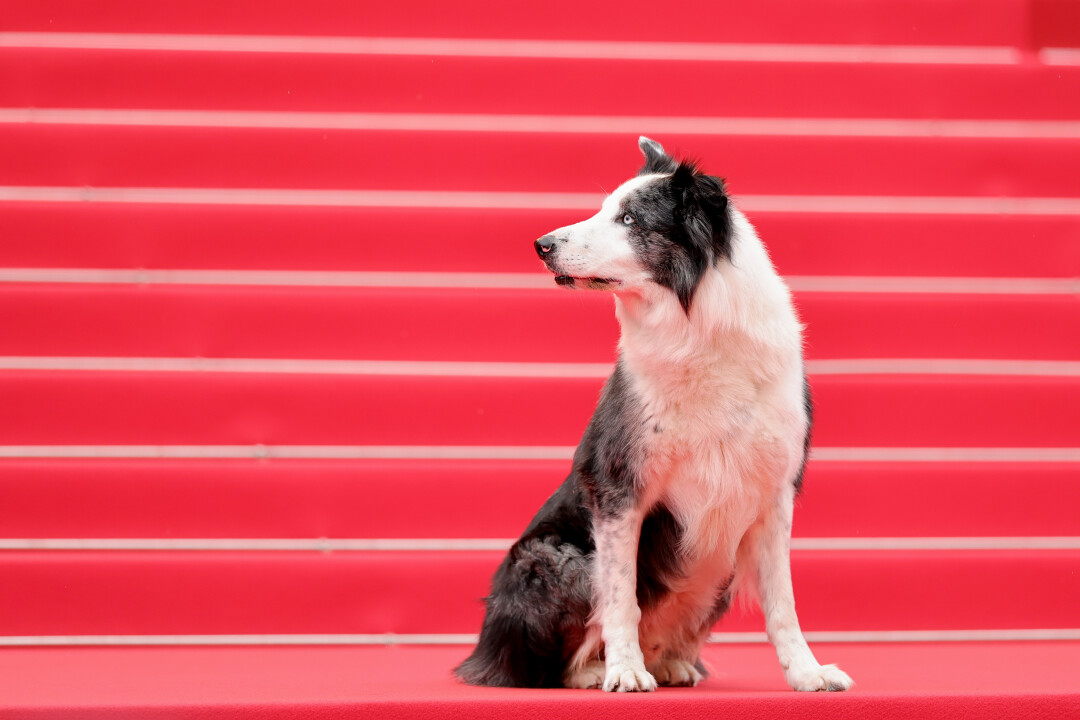 Пес Месси из «Анатомия падения»