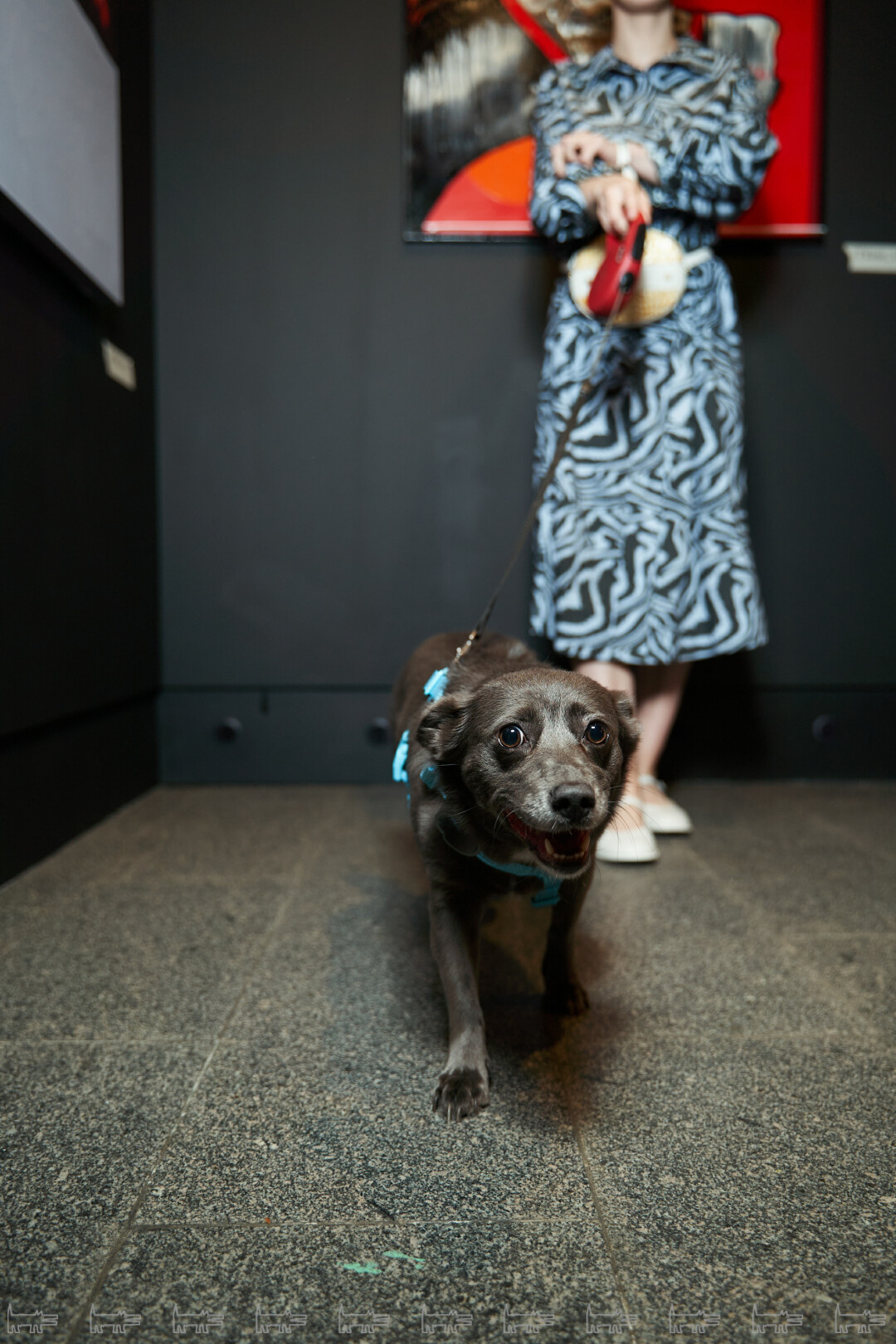 Собака Альма