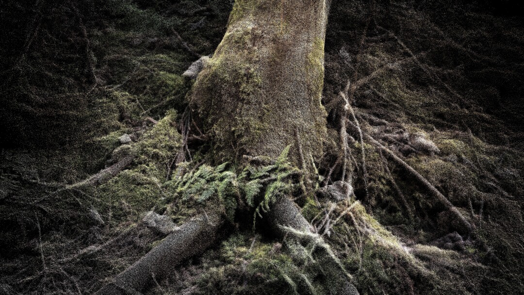 «DendroSonic» Андре Свибовича