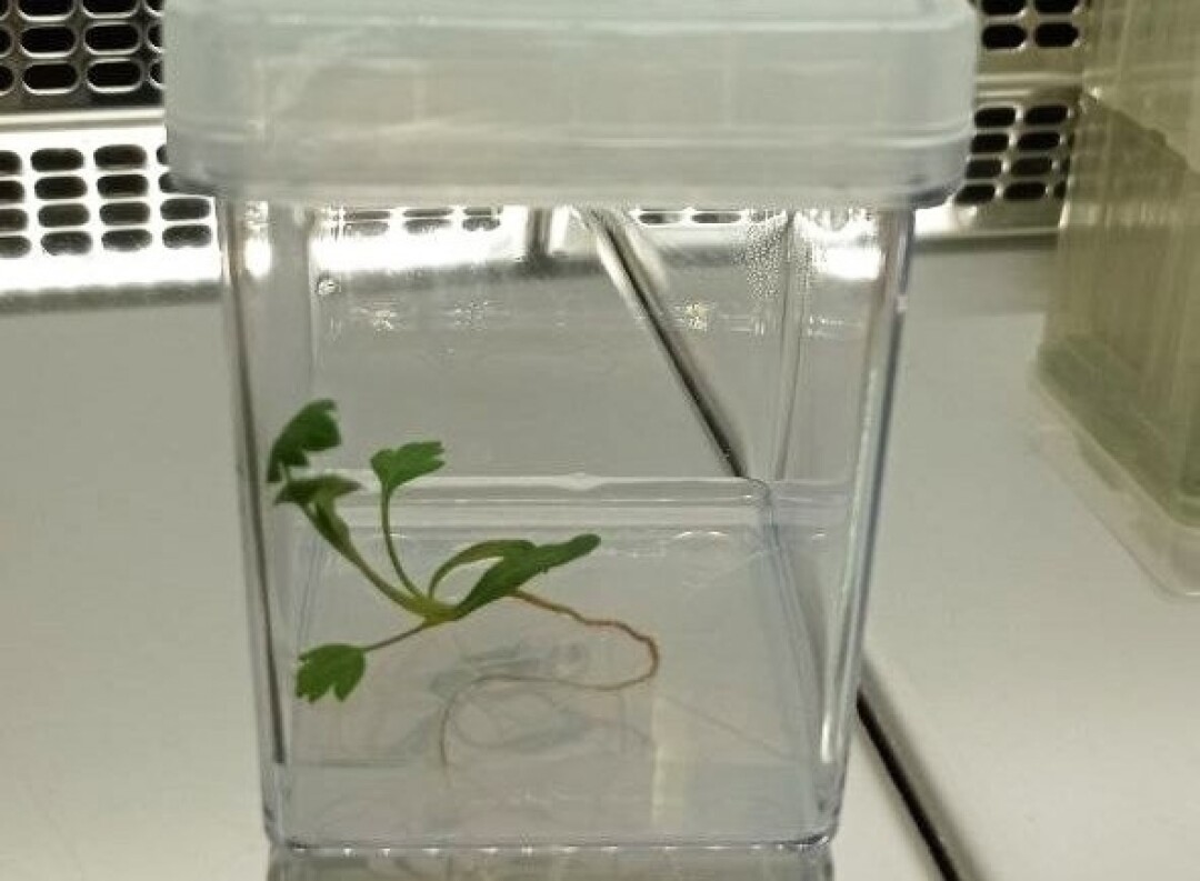 Лекарственное растение сапожниковии растопыренной