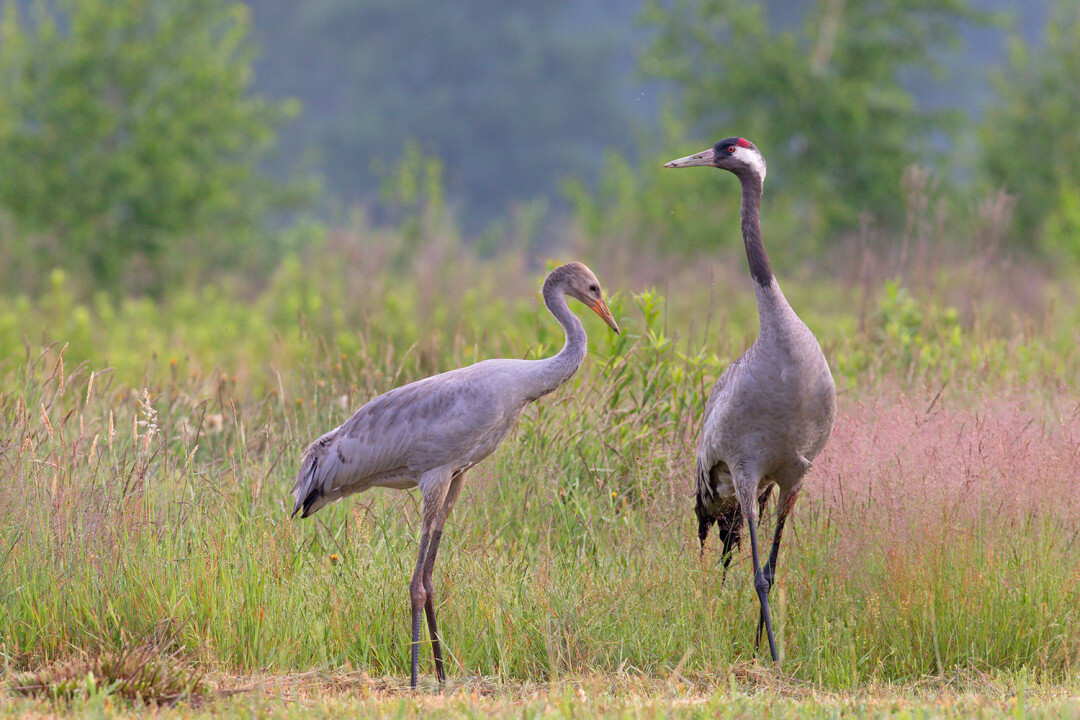 Эмоционально разгружаемся на индивидуальной террасе или удаляемся по экотропе заказника «Сестрорецкое болото» (на месте древнего Литоринового моря