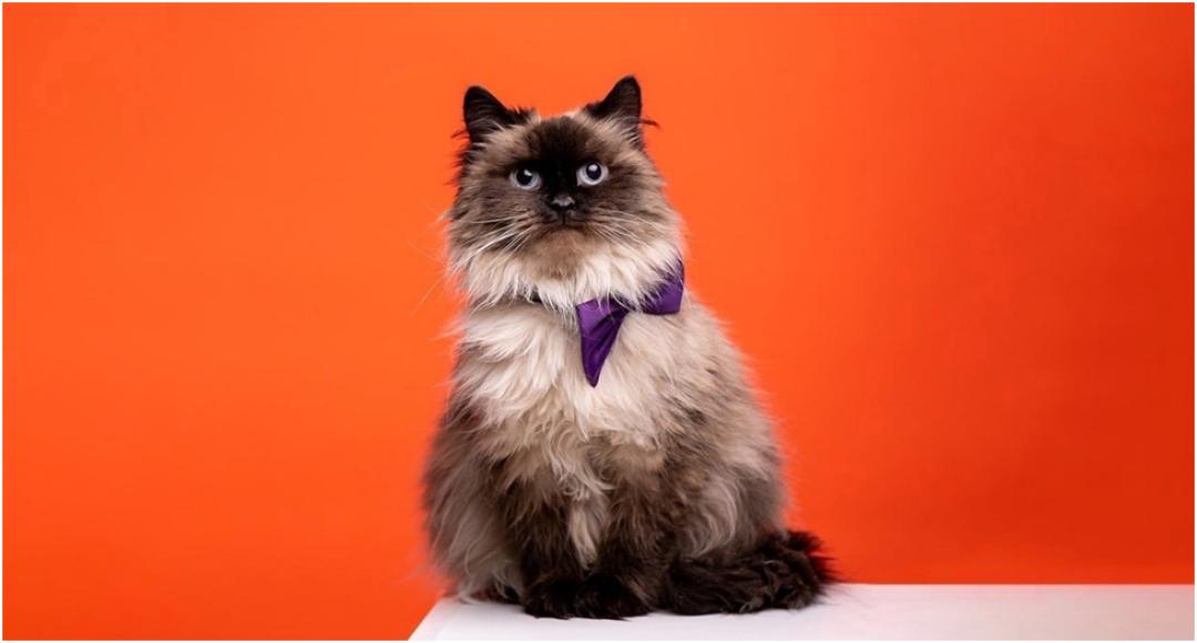 Вечеринка Animal Garden