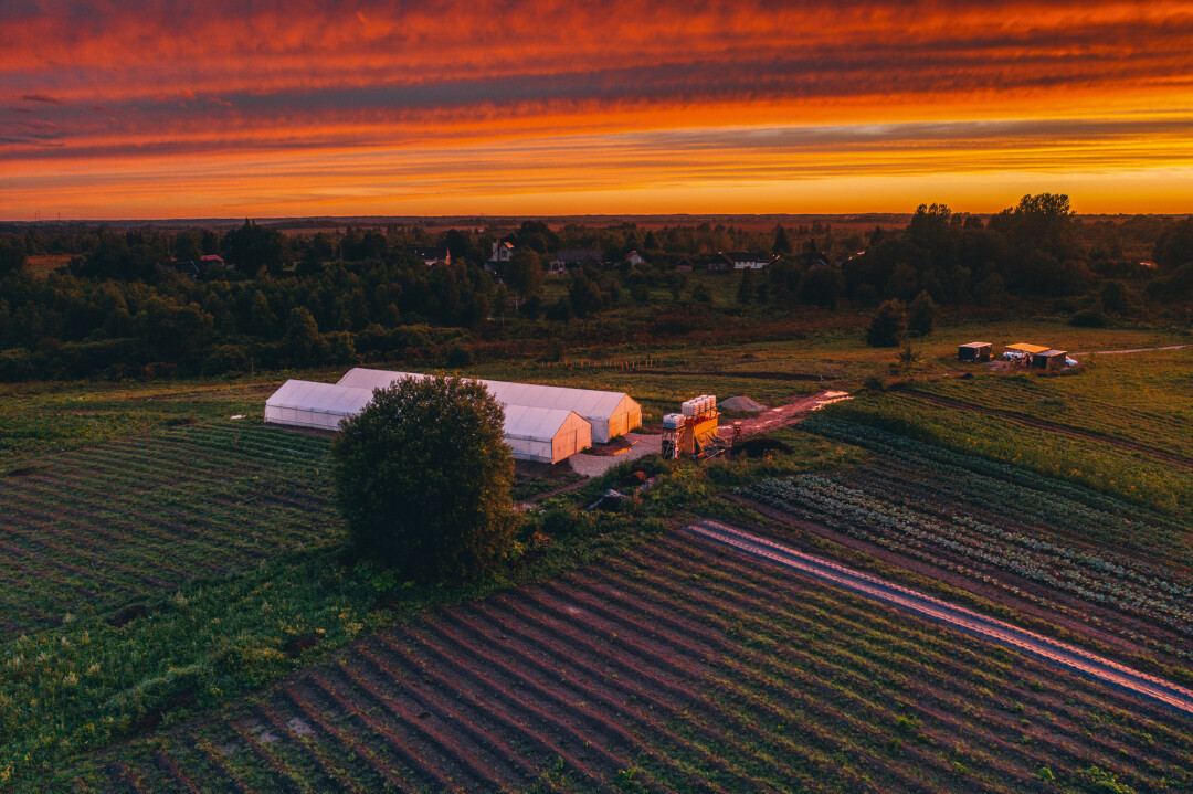 Ферма Roots от Animals ищет новые земли для выращивания собственных артишоков и козлобородника