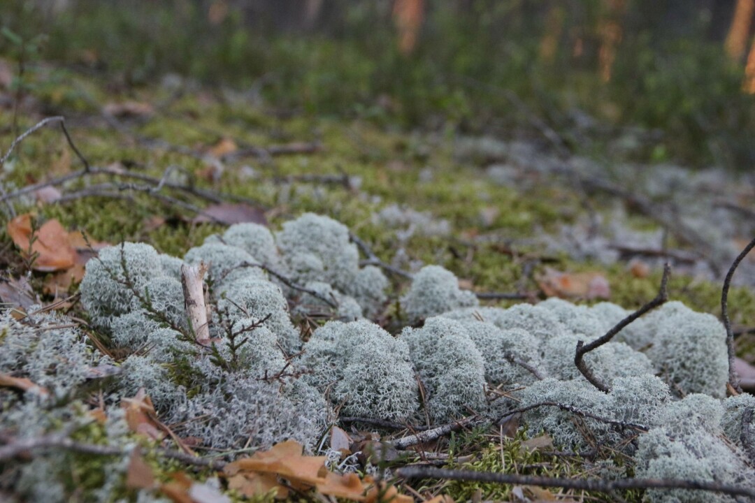 Мох в сосновом лесу, Карелия