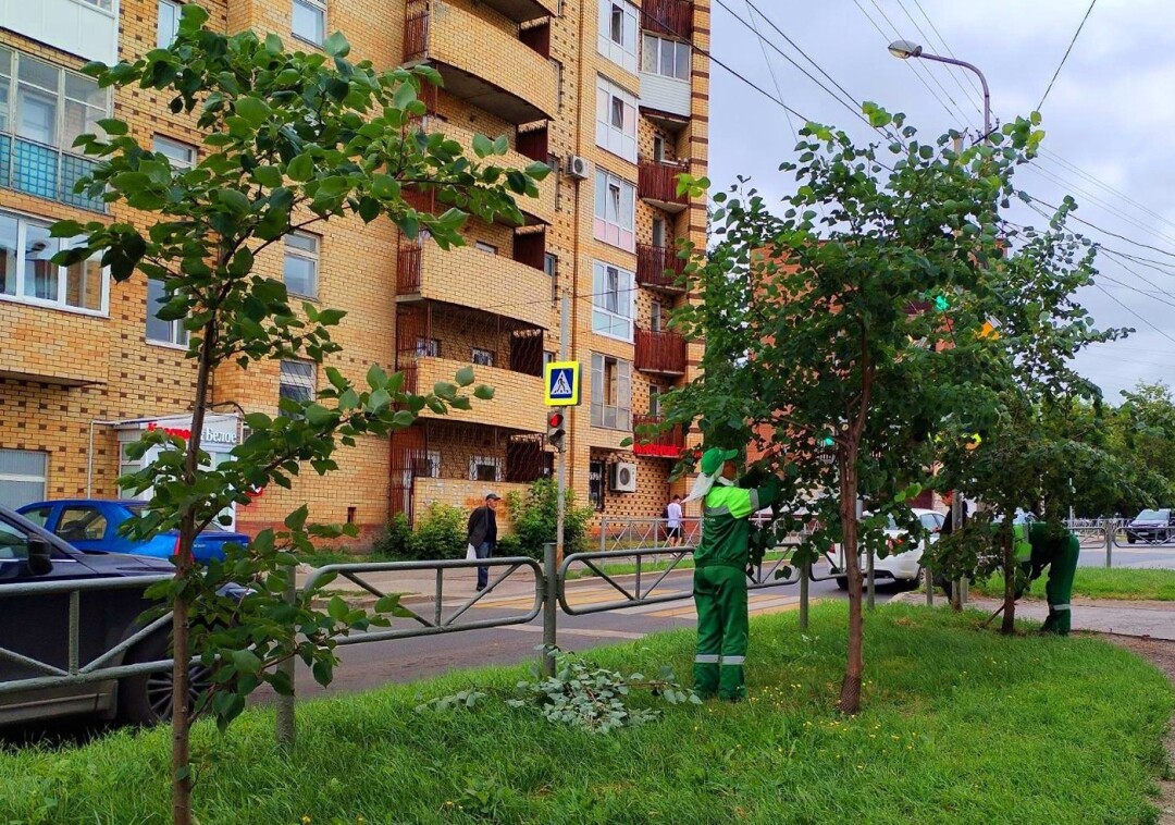 В городе осенью высадят ранетки, тополя и клены | Sobaka.ru