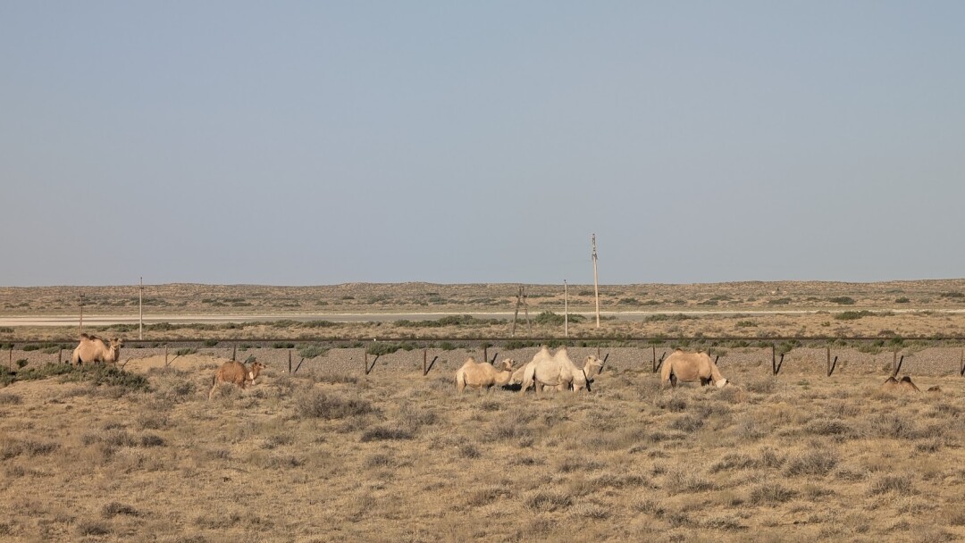 Верблюды в степи