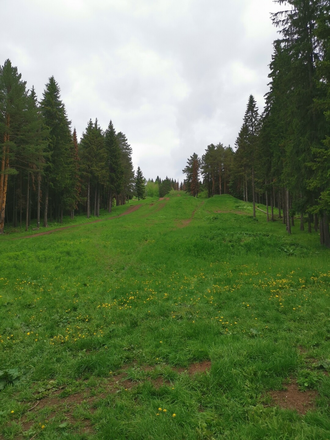 Андроновский лес