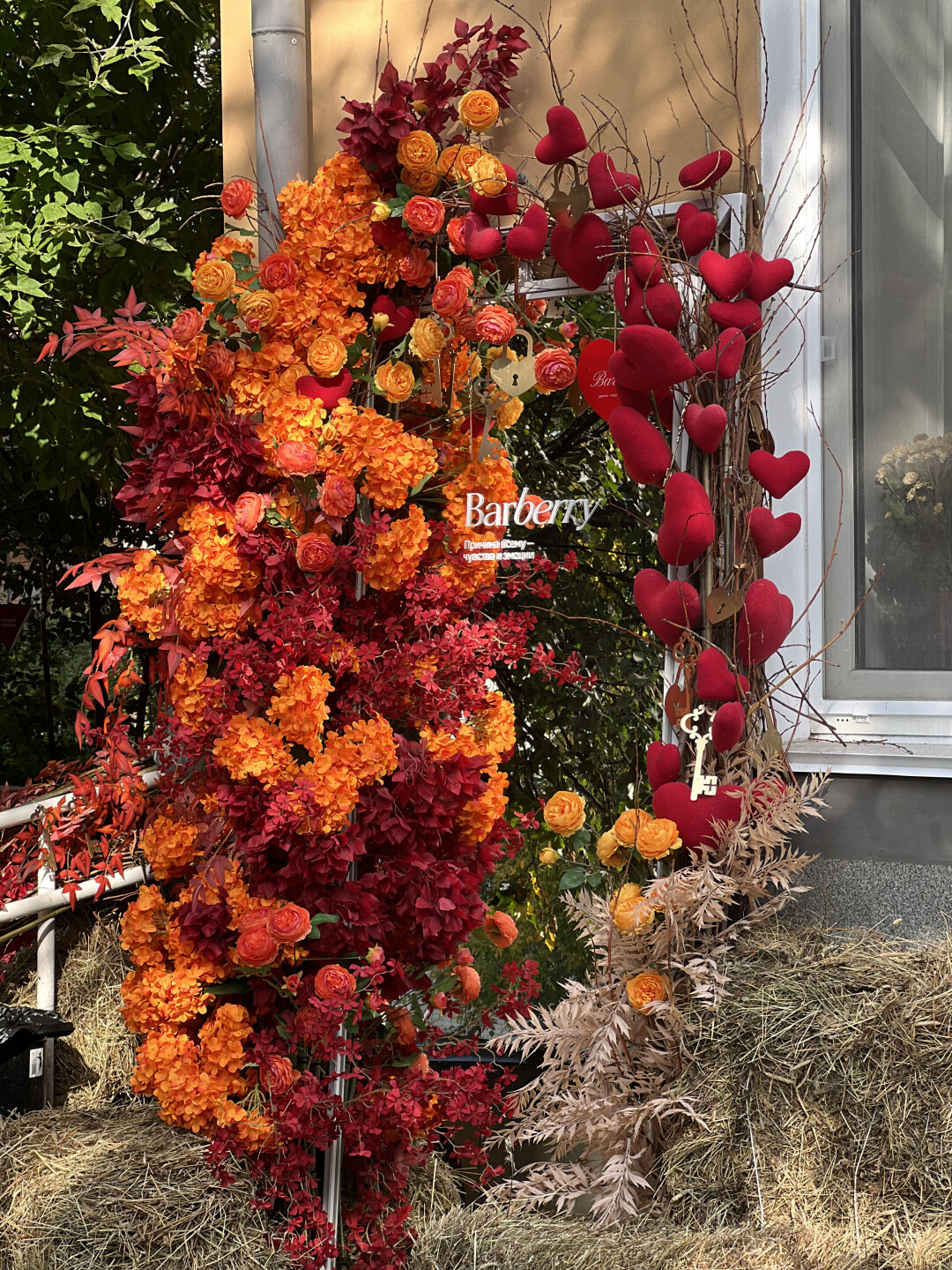 Barberry
