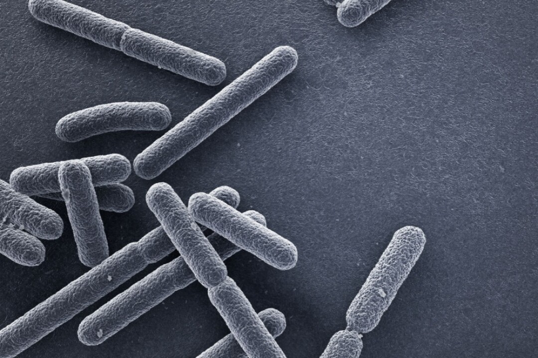 Бактерии Escherichia coli под микроскопом