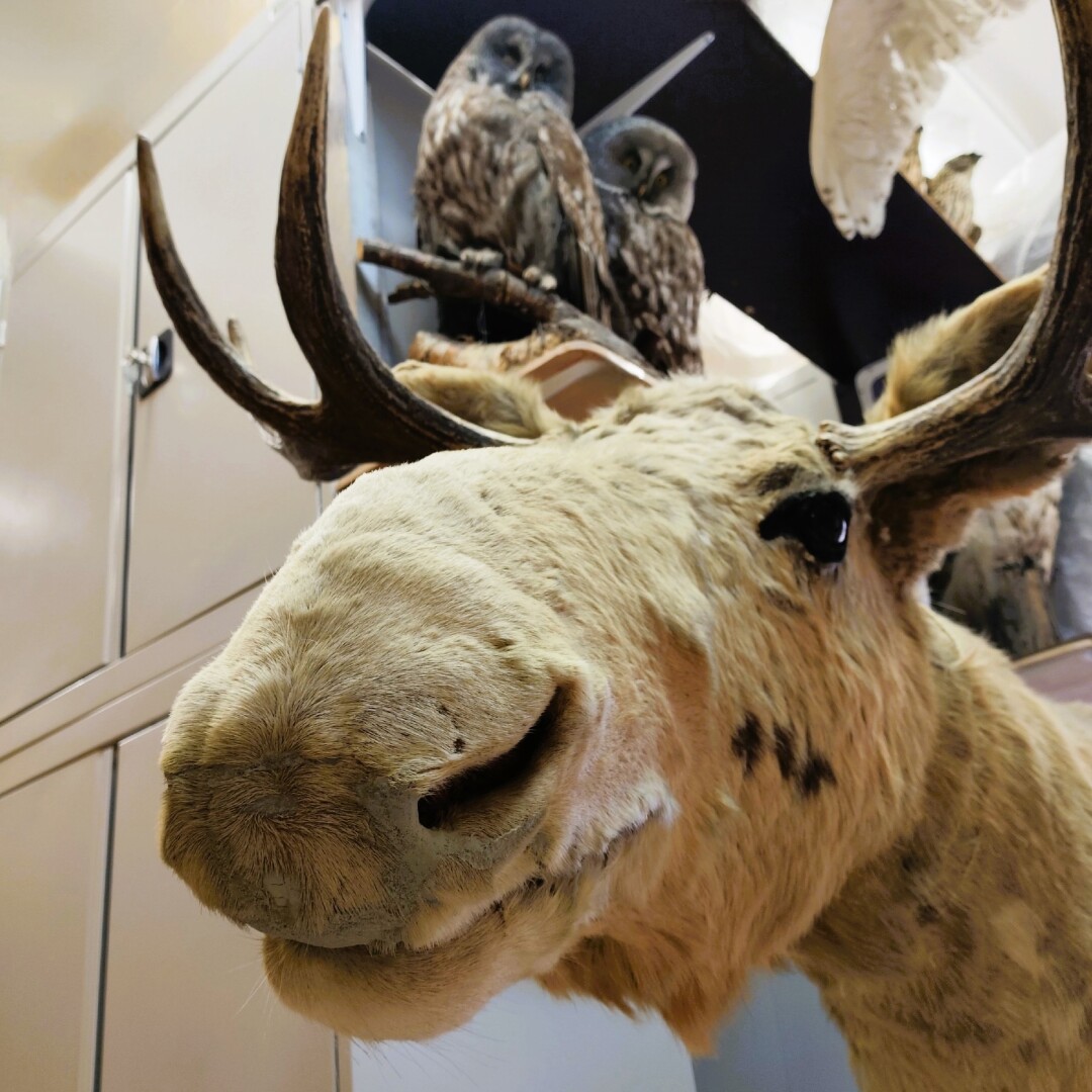 Лось находится в фондах с 1972 года