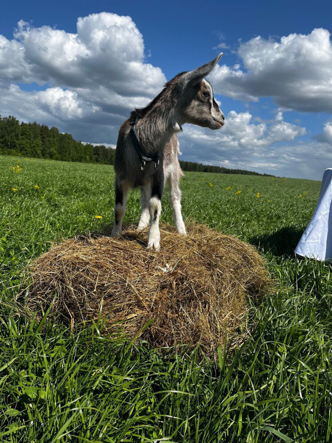 В хозяйстве Батова растут огурцы, томаты, лук, картофель, клубника, земляника, пасутся 14 коз и козлят, и несутся китайские куры с черным мясом и