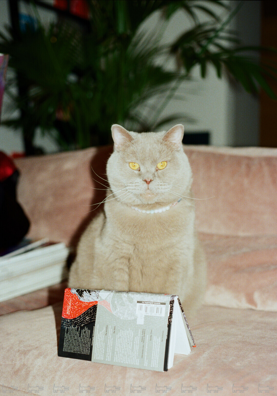 Кот по имени Кот наполовину прочел новую книгу Аллы Горбуновой: в 2023-м у писательницы и лауреатки премии «ТОП 50 Самые знаменитые люди Петербурга