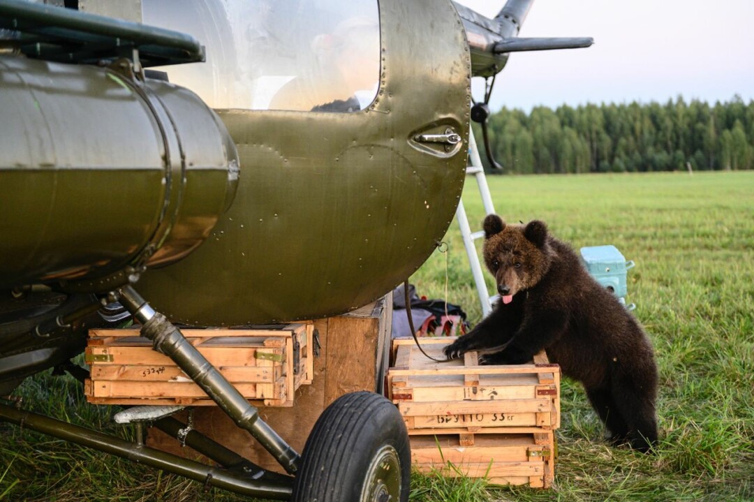 Фильм «Пальма-2»
