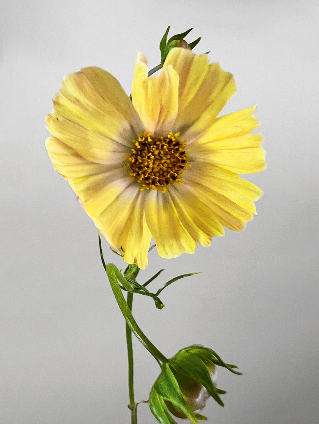 В саду и телеграм-канале «Долецкая-Doletskaya» цветут все цветы! Ежедневные сводки с клумб — хорошо, а книга лучше. Ждем садоводческую pop-up-book со