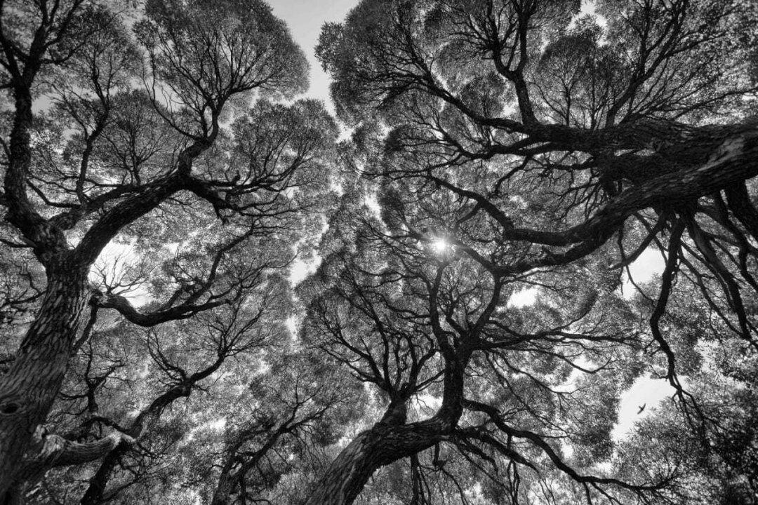 Юрий Молодковец. "Птицы". 2013 – 2025 года