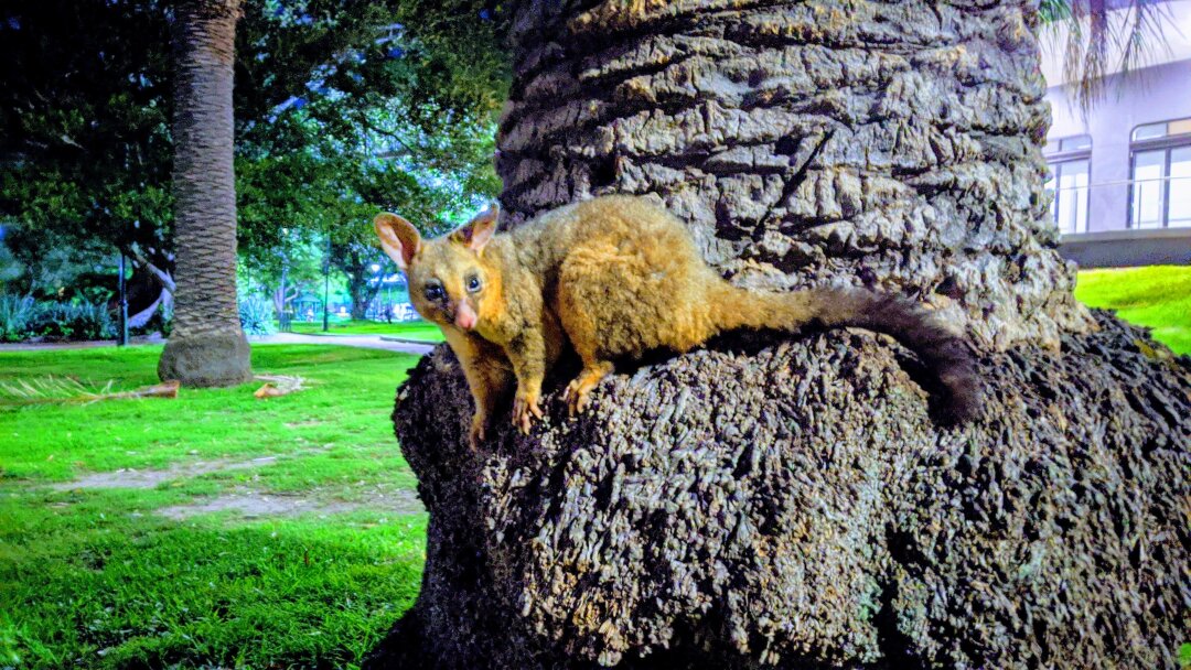 Опоссум в парке Бурвуд, Сидней