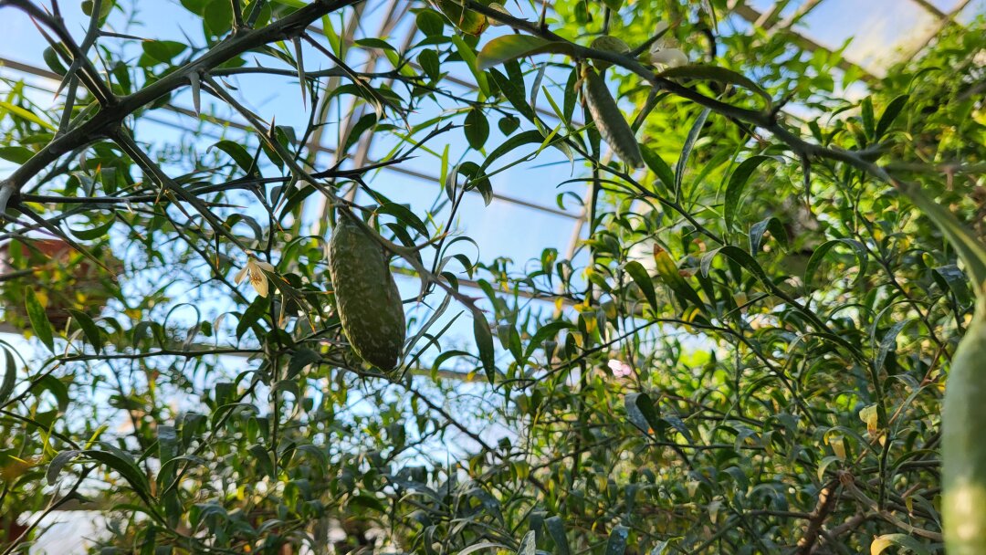 Австралийский микроцитрус