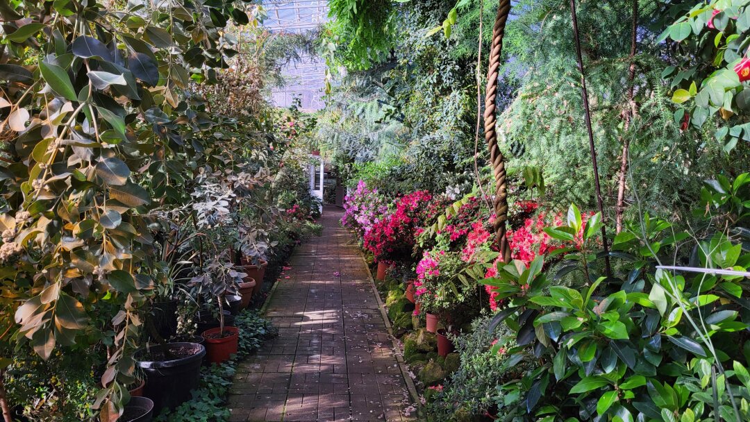 Оранжерея с цветами (и невероятными ароматами!)