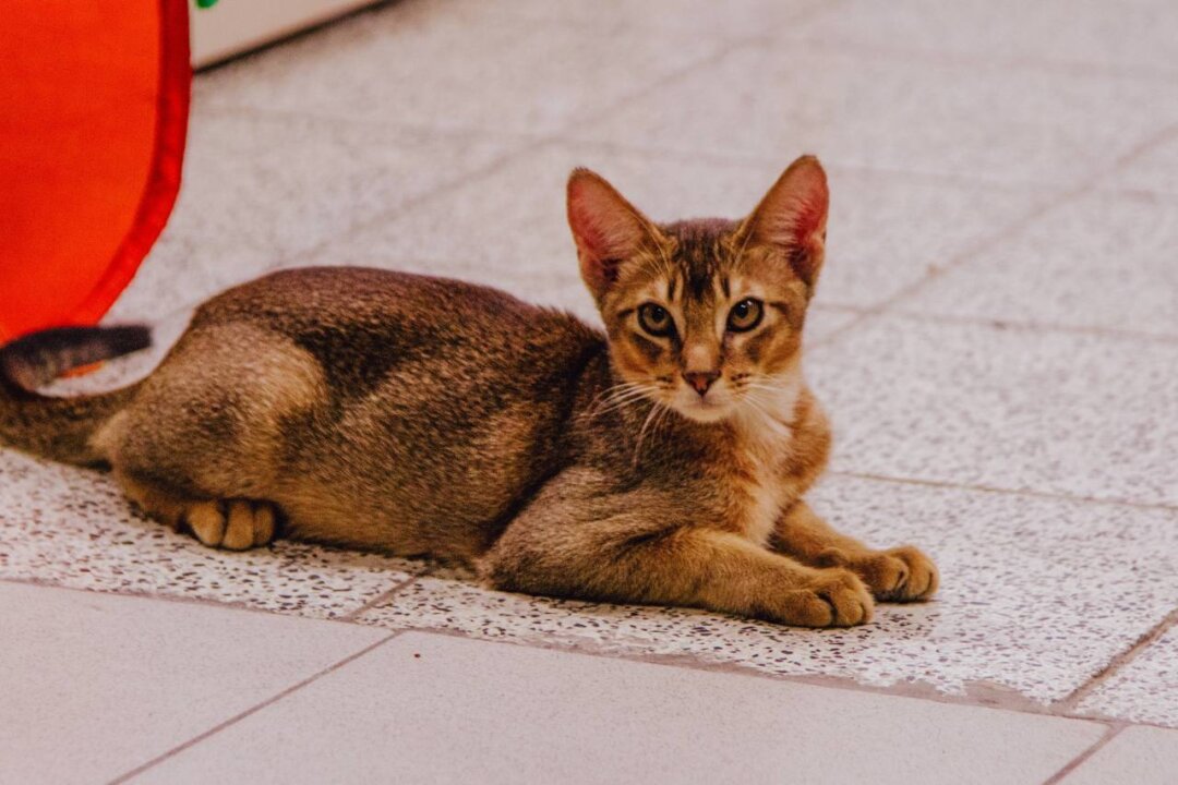 Саймон, смесь абиссинской кошки и камышового кота