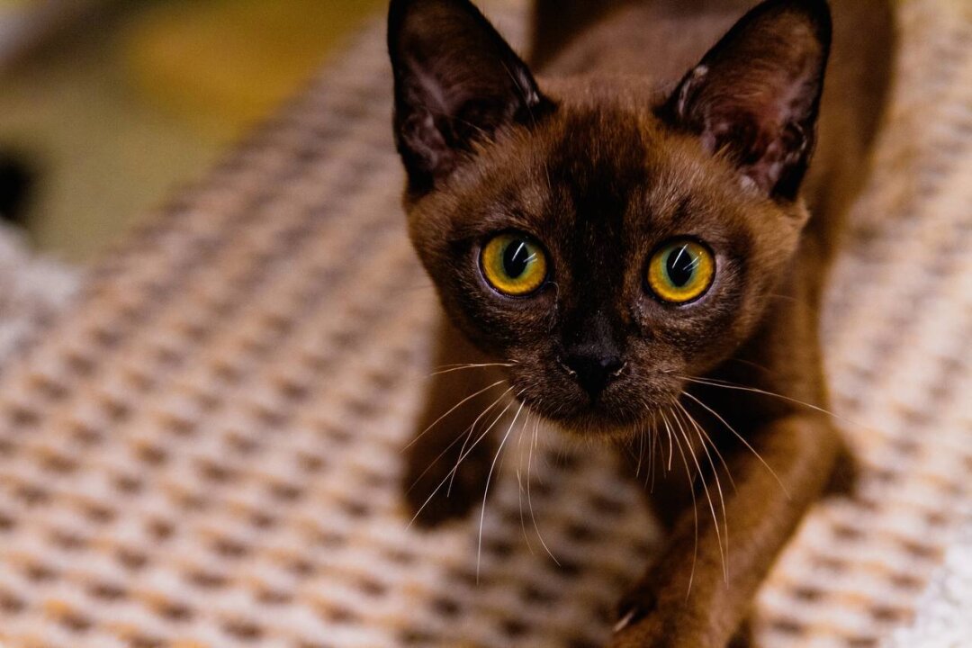 Кошка породы европейская бурма по кличке шальная Императрица