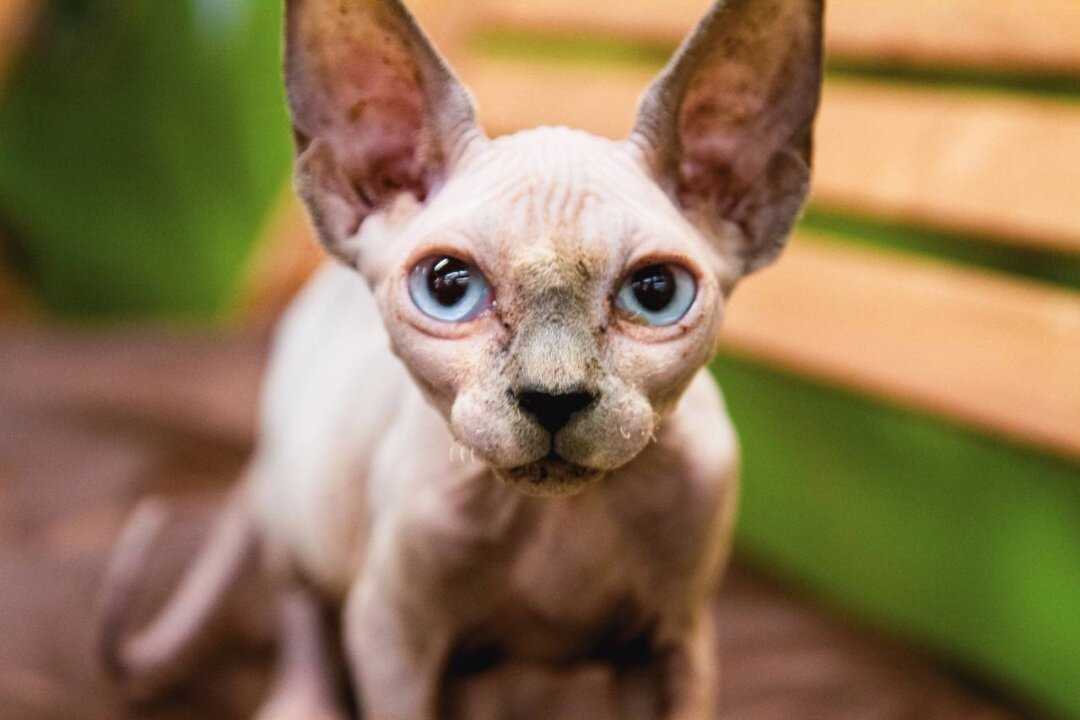 Канадский сфинкс Томас