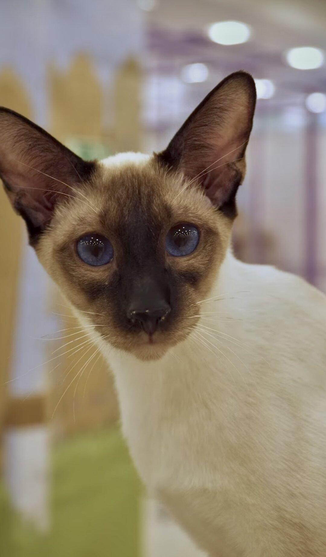 Кот породы Ориентал по кличке Симба