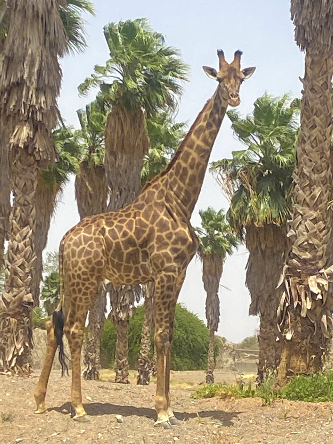 Самый большой сафари-парк Sharjah Safari за пределами Африки