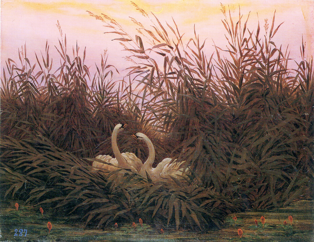 Каспар Давид Фридрих, «Лебеди в камышах», ок. 1832 г. Холст, масло. 33 × 44 см. Государственный Эрмитаж, Санкт-Петербург