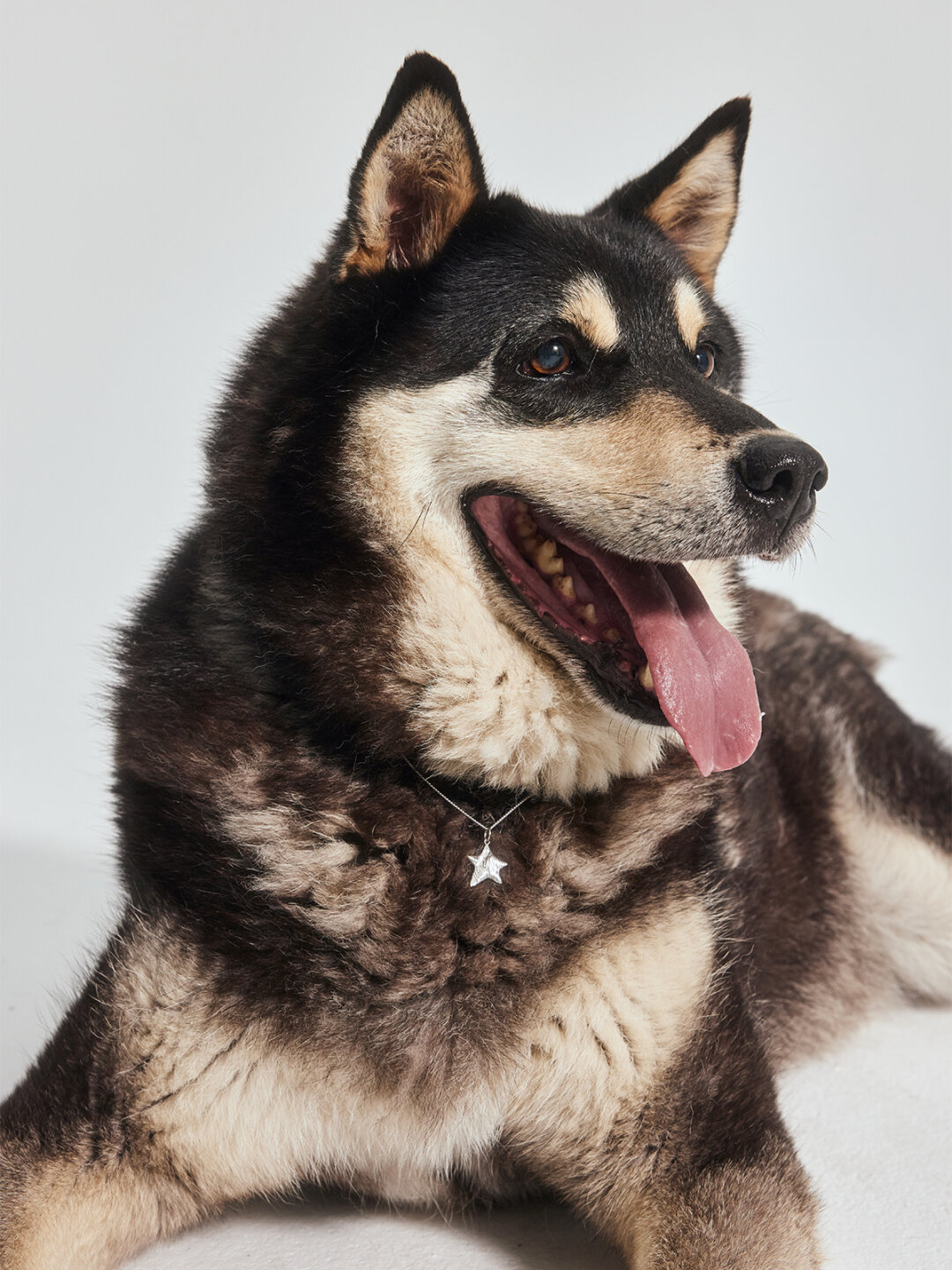 Сэм и украшение Darkrain х Brand&Dogs