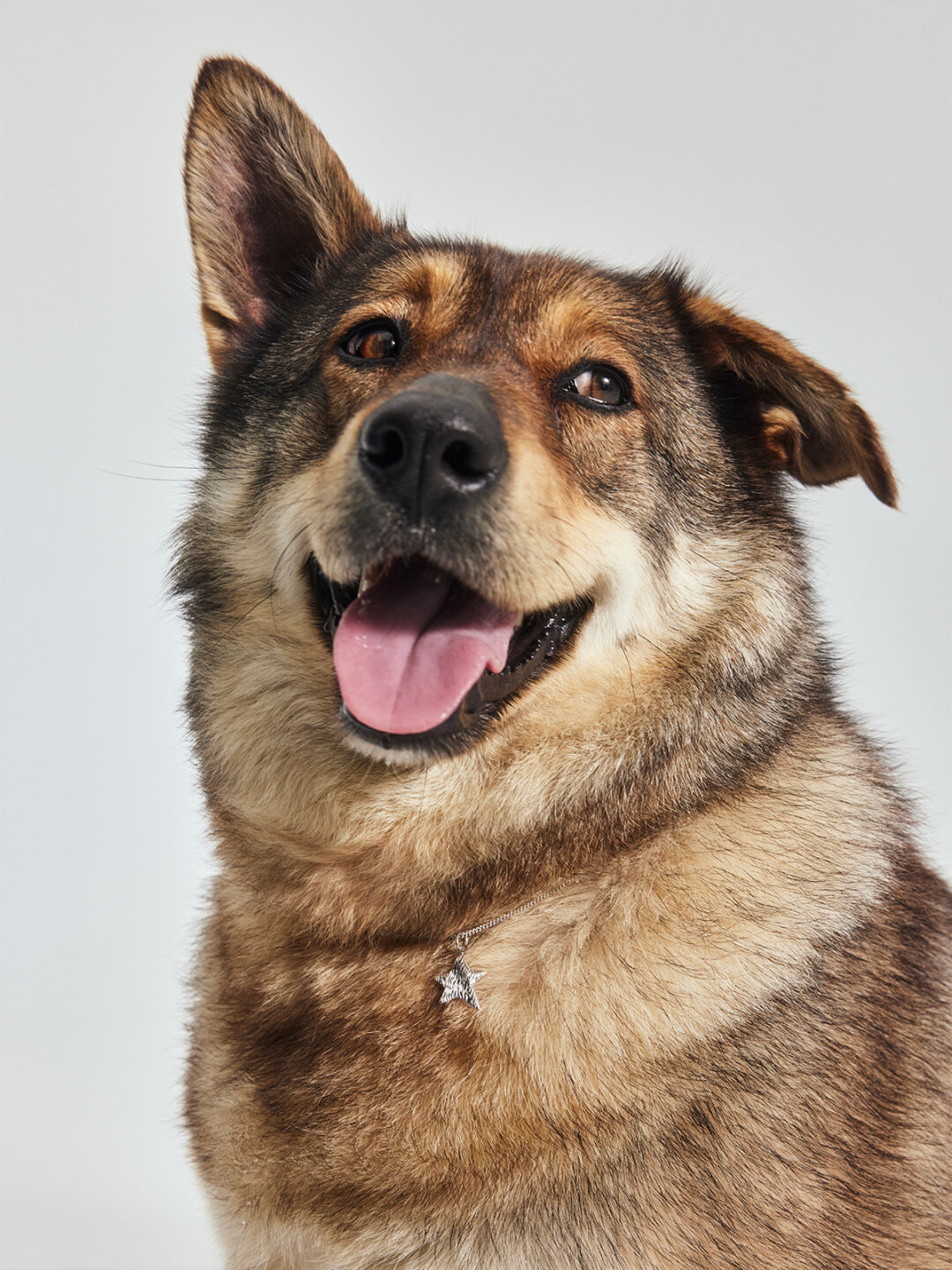 Фэнди и украшение Darkrain х Brand&Dogs