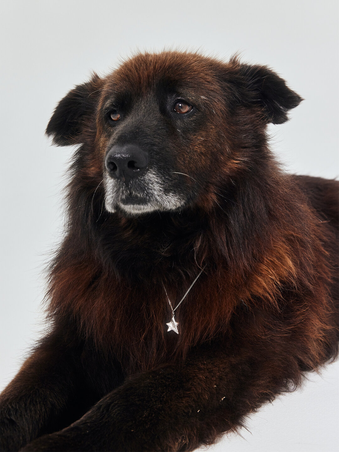 Черныш и украшение Darkrain х Brand&Dogs