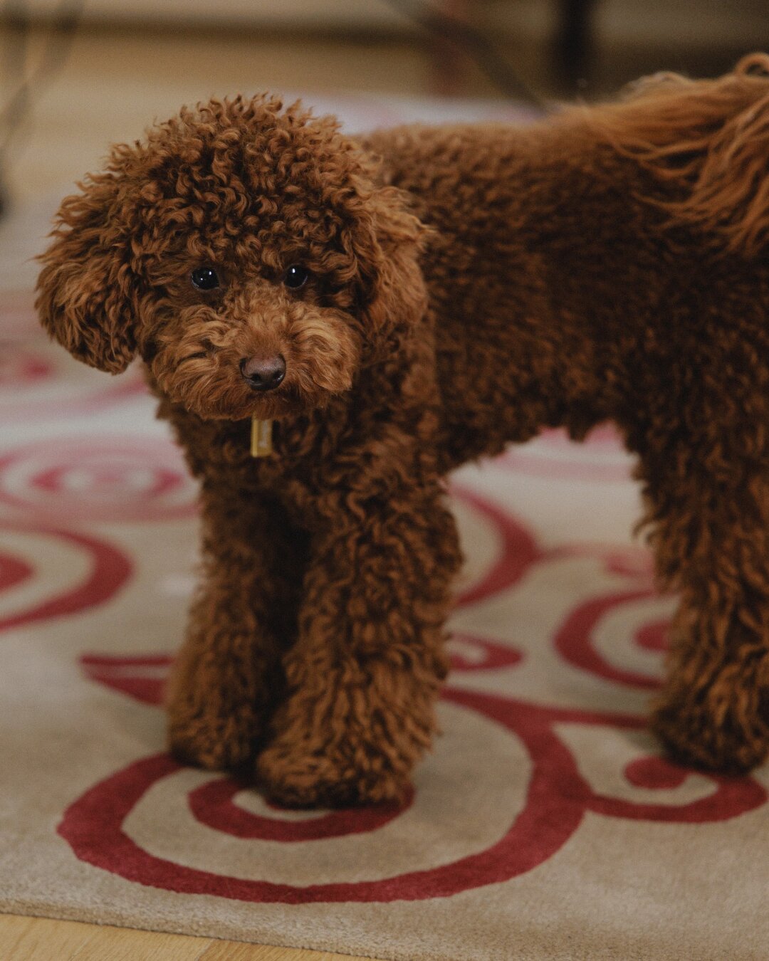 Той-пудель Анри