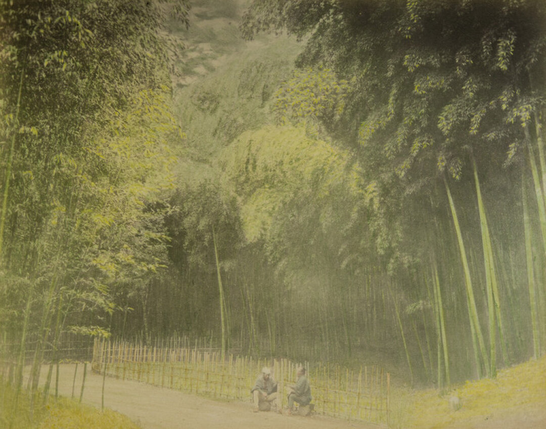 Неизвестный автор, "Бамбуковая роща". Альбуминовый отпечаток, 1890-е годы