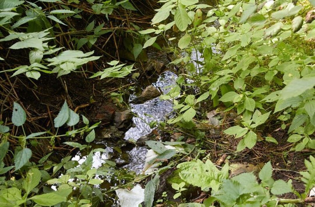 Пешая экскурсия «Потаенные тропки: Дендрарий на Иве»