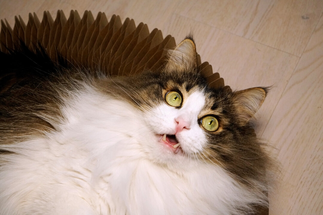 Кот Улисс (с зубками)