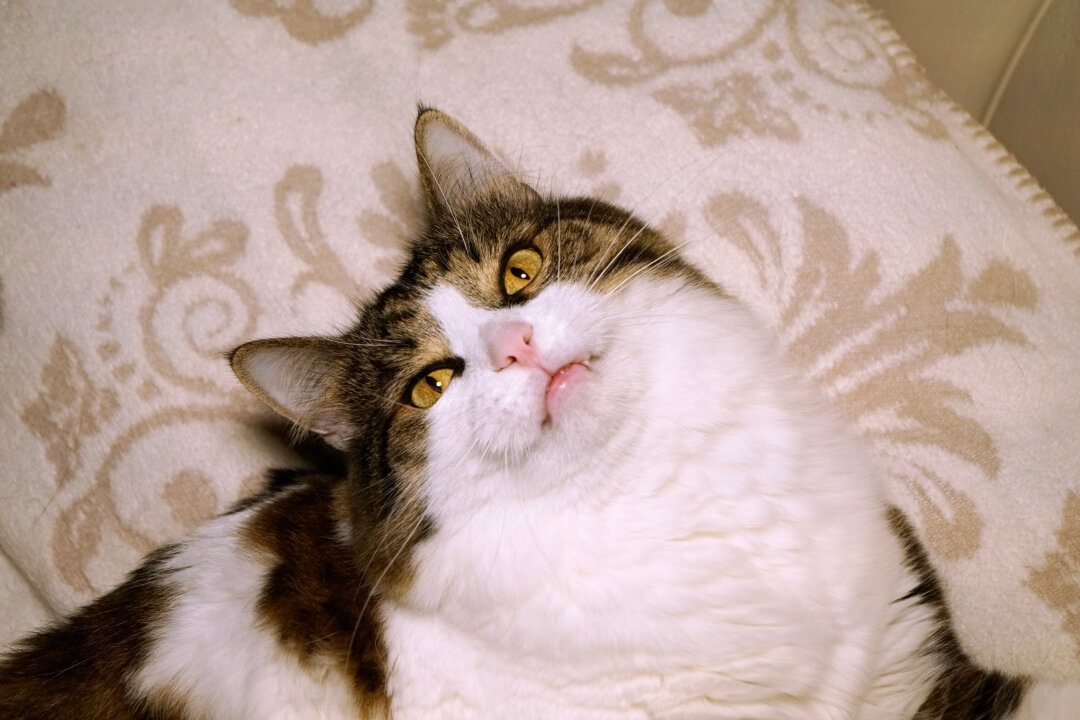 Кот Федр