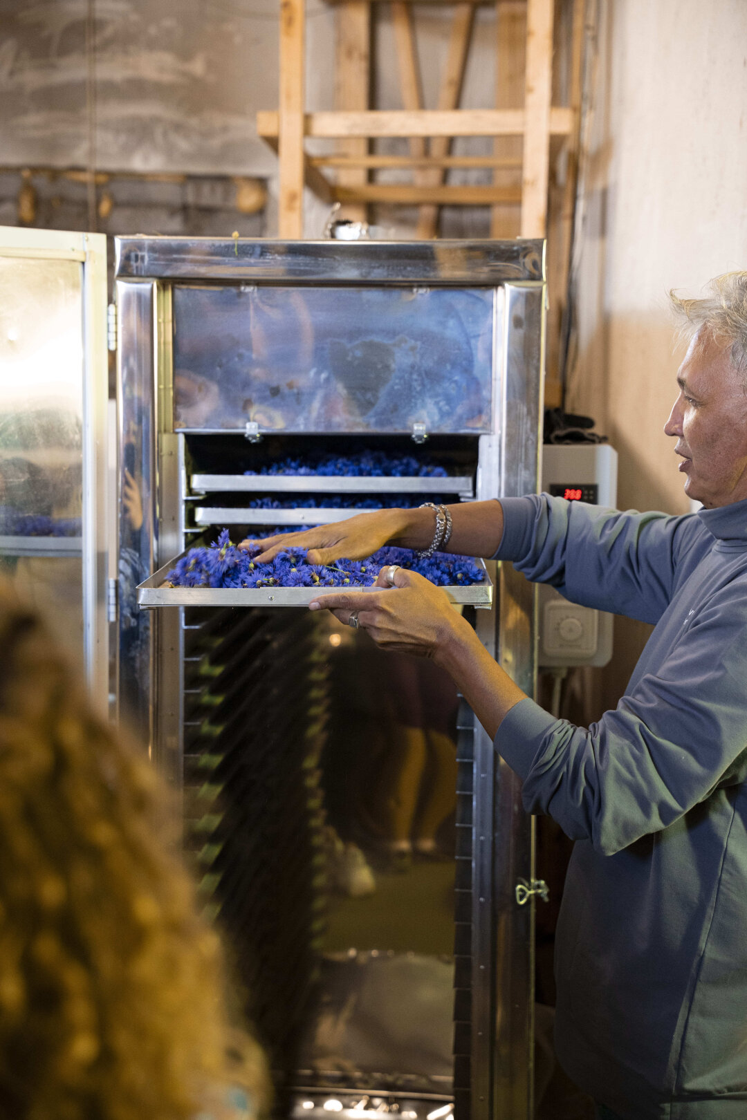 Свежесобранный василек отправляется на термообработку