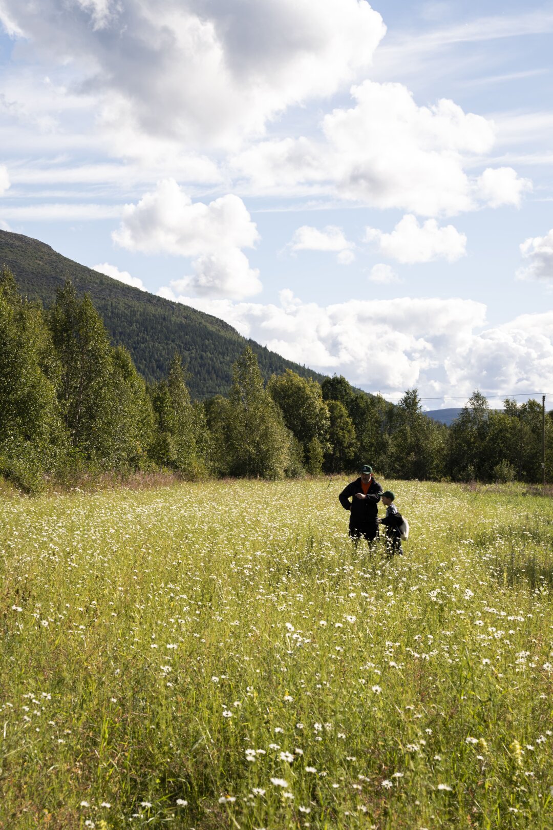 Ромашковое поле