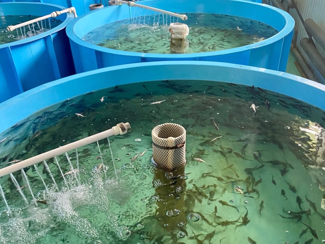 «ДоброFish»