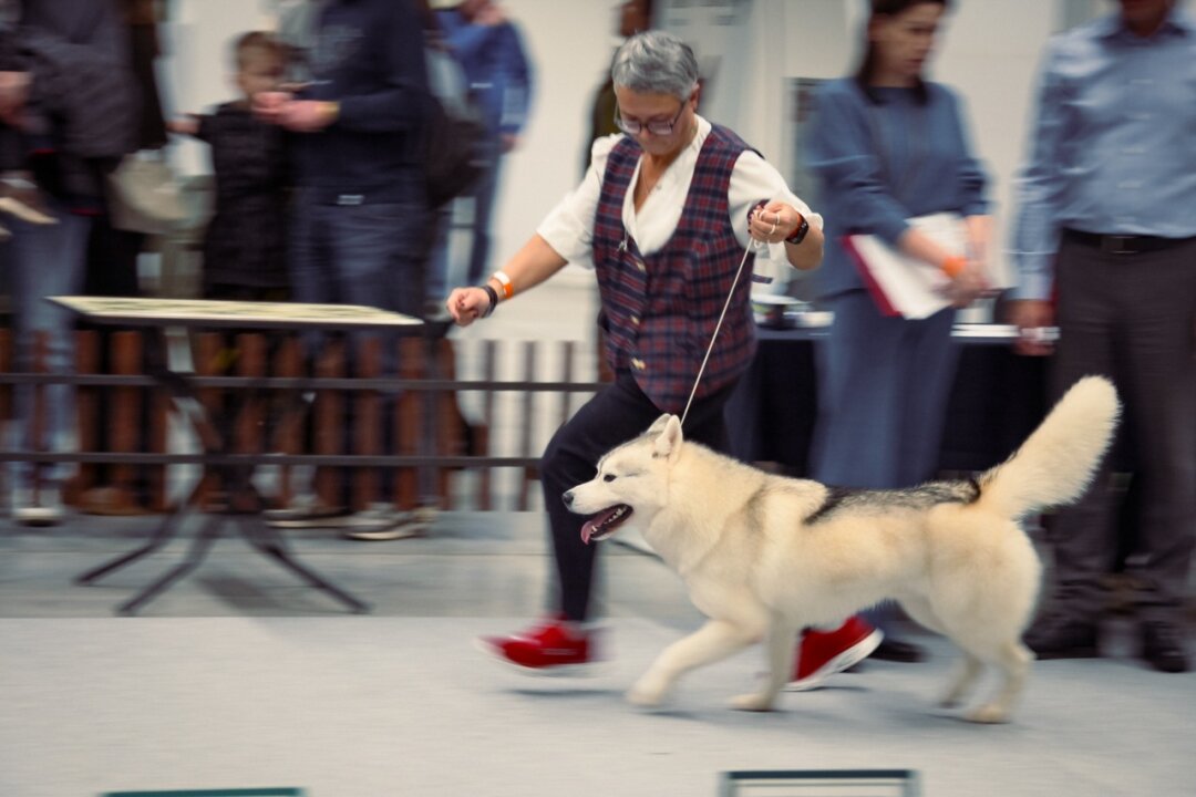 «Гав-Гав шоу»